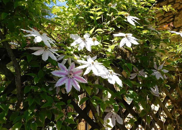 Paisible A * 萨尔拉拉卡内达